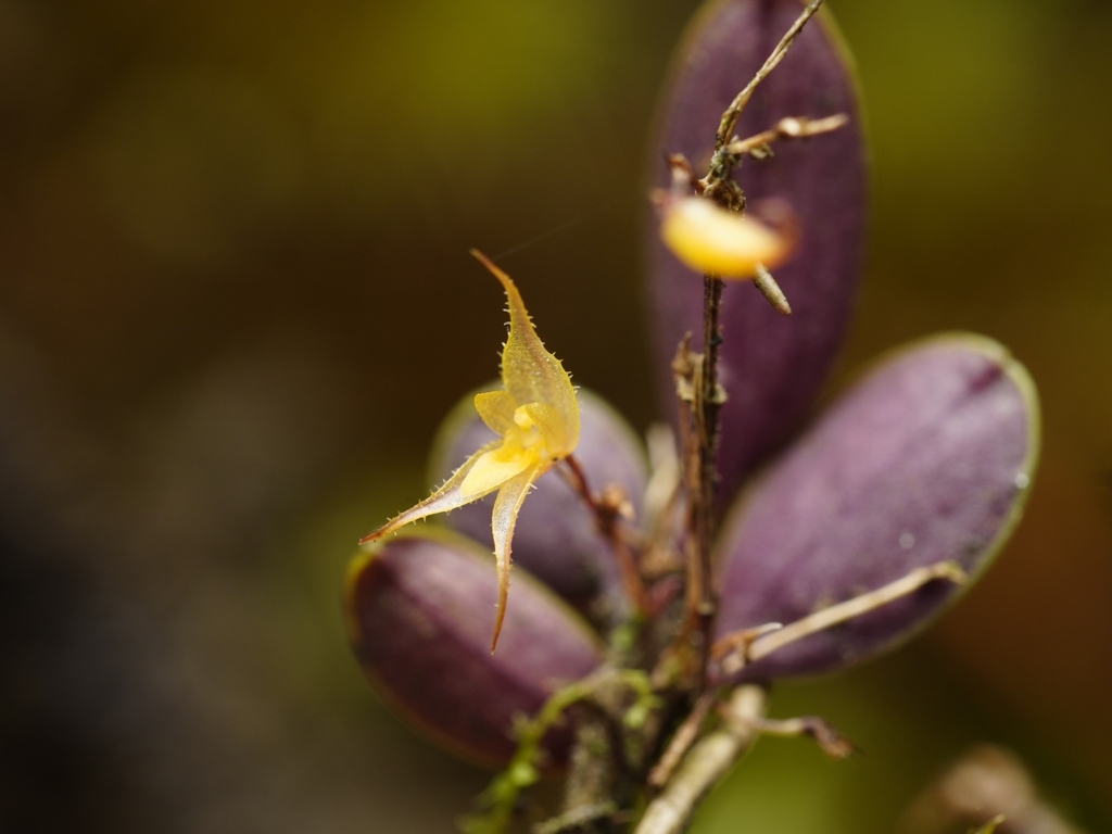 Gravendeelia chamaelepanthes; photograph (c) Daniel Mesa, some rights reserved (CC BY)