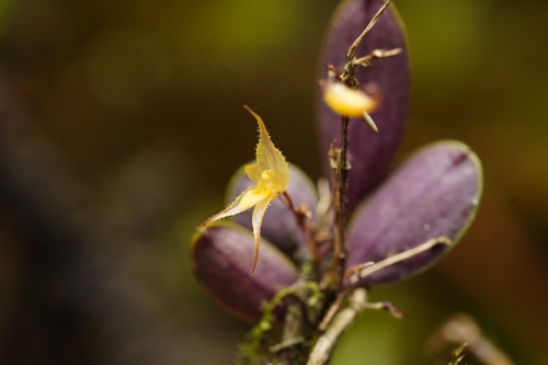 Gravendeelia chamaelepanthes, photograph 2