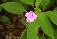 Impatiens pulcherrima