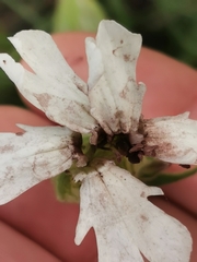 Microbotryum lychnidis-dioicae