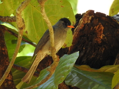 Hypsipetes madagascariensis