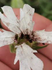 Microbotryum lychnidis-dioicae