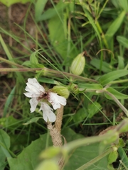 Microbotryum lychnidis-dioicae