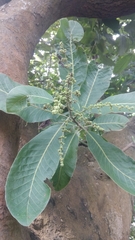 Semecarpus anacardium