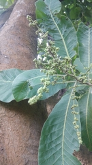 Semecarpus anacardium