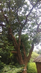 Semecarpus anacardium