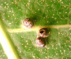 Procontarinia robusta