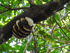 Apis mellifera unicolor