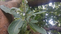 Semecarpus anacardium