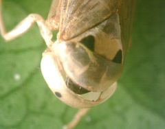 Idioscopus clypealis