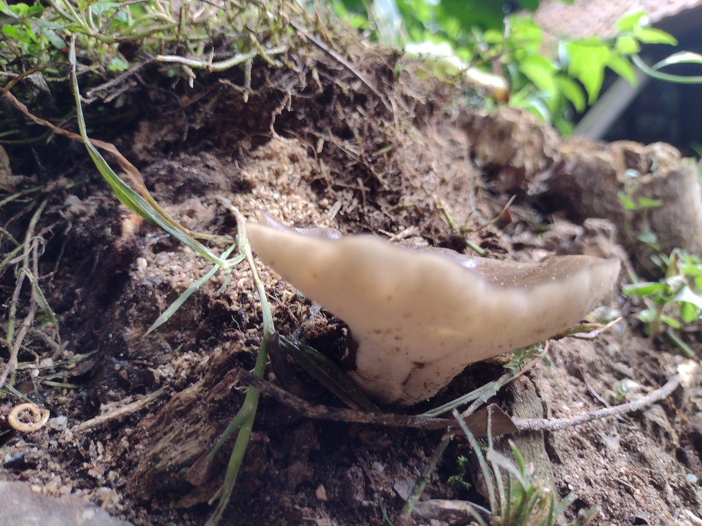 Bresadolia paradoxa · January 2025 · photo: © claricedorocinski (iNaturalist, cc-by)