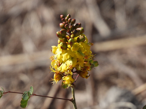Cascalote (Tara cacalaco)
