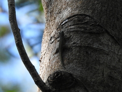 Phelsuma abbotti chekei