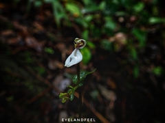 Disperis tripetaloides