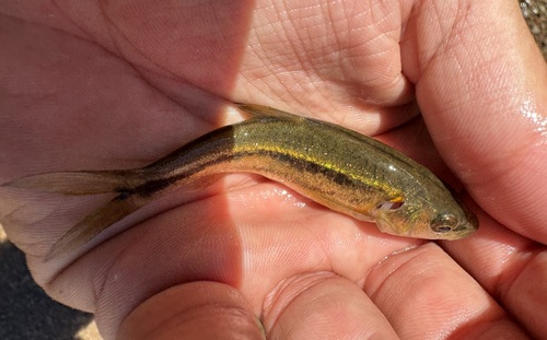 Sonora chub (Gila ditaenia) — Cyprinidae — 3