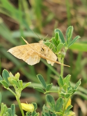 Idaea serpentata