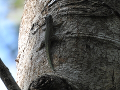 Phelsuma abbotti chekei