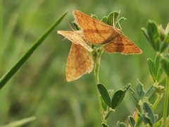 Idaea serpentata