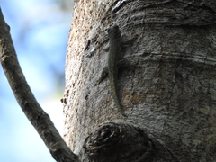 Phelsuma abbotti chekei