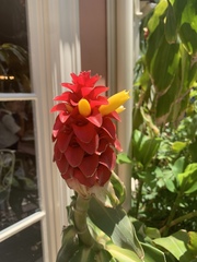 Costus barbatus