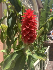 Costus barbatus