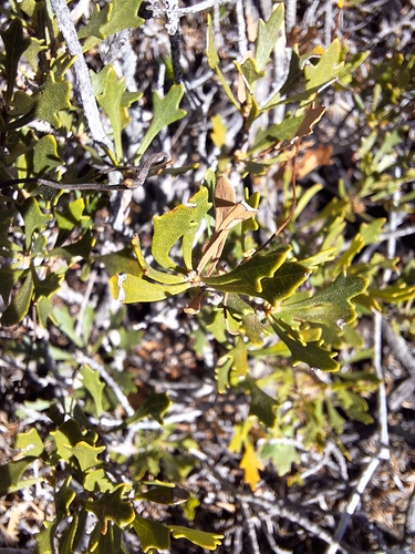 Image of Morella quercifolia by (c) Adele SL, some rights reserved (CC BY)