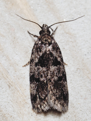 Barea melanodelta