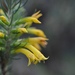 Erica grandiflora perfoliosa - Photo (c) Sam McCarren,  זכויות יוצרים חלקיות (CC BY), הועלה על ידי Sam McCarren