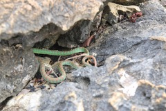 Trimeresurus kuiburi