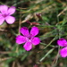 Dianthus deltoides - Photo (c) Xevi V,  זכויות יוצרים חלקיות (CC BY-NC-SA)