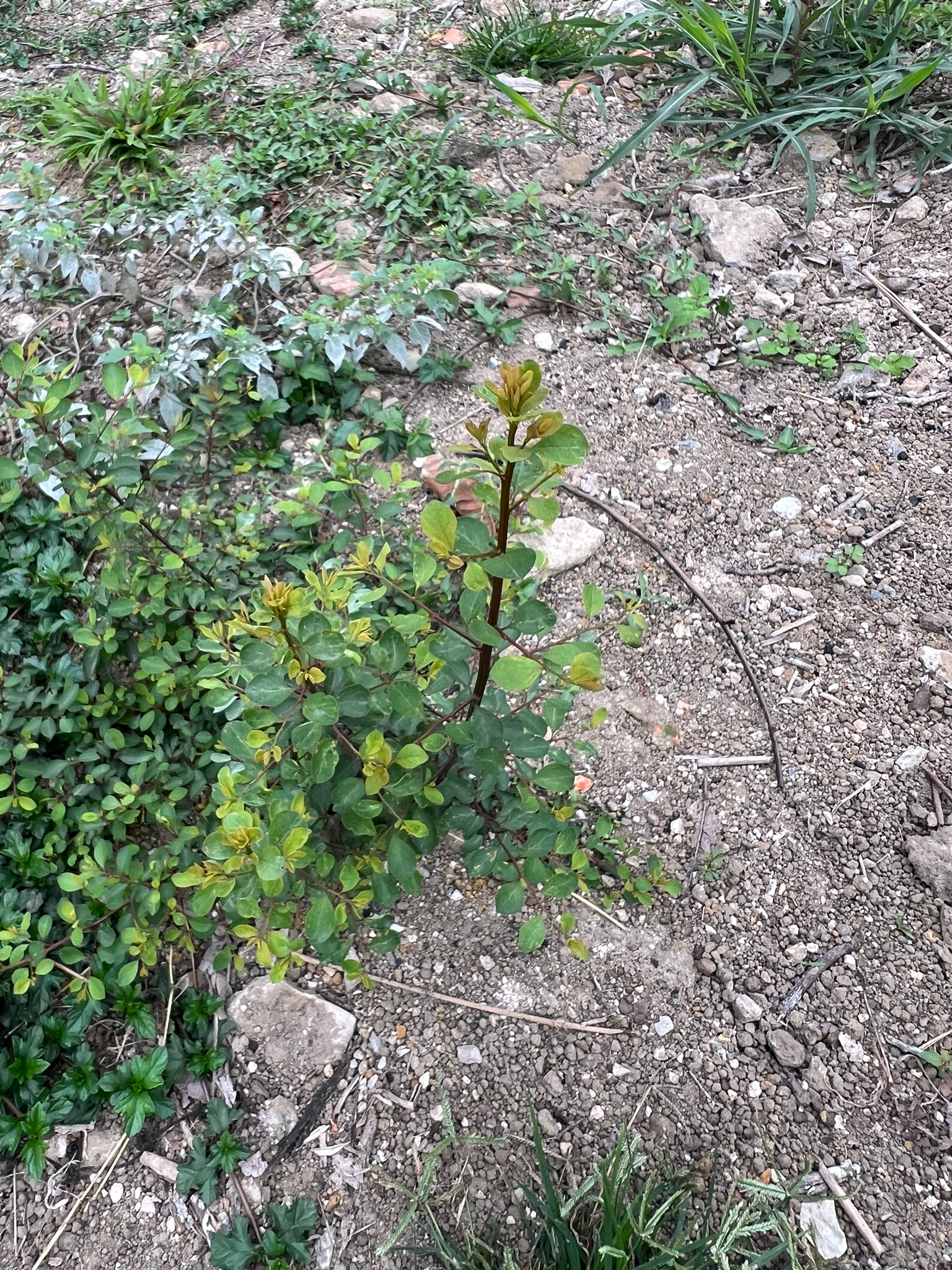 Flueggea virosa — ảnh 3