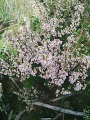 Erica paniculata