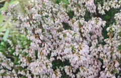 Erica paniculata