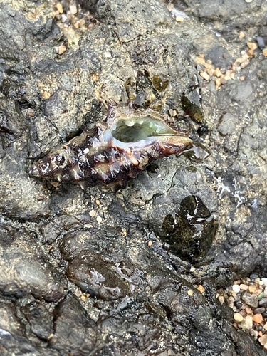 Muricopsis zeteki, 2025-02-19
