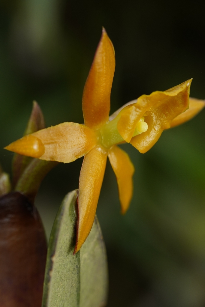 Epidendrum geminiochraceum