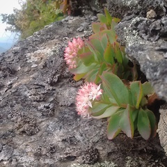 Hylotelephium telephioides