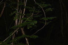 Derris involuta