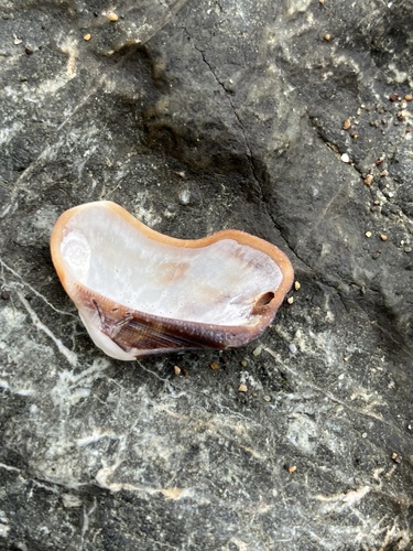 Lamarcka mutabilis observed 2025-02-19