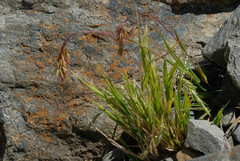 Poa novae-zelandiae