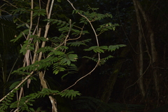 Derris involuta
