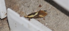 Harpella forficella