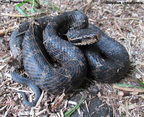 Ussuri Mamushi, Gloydius ussuriensis