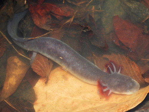 Dwarf Waterdog (Necturus punctatus) — Least Concern Amphibia