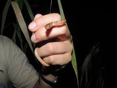 Leptodeira polysticta