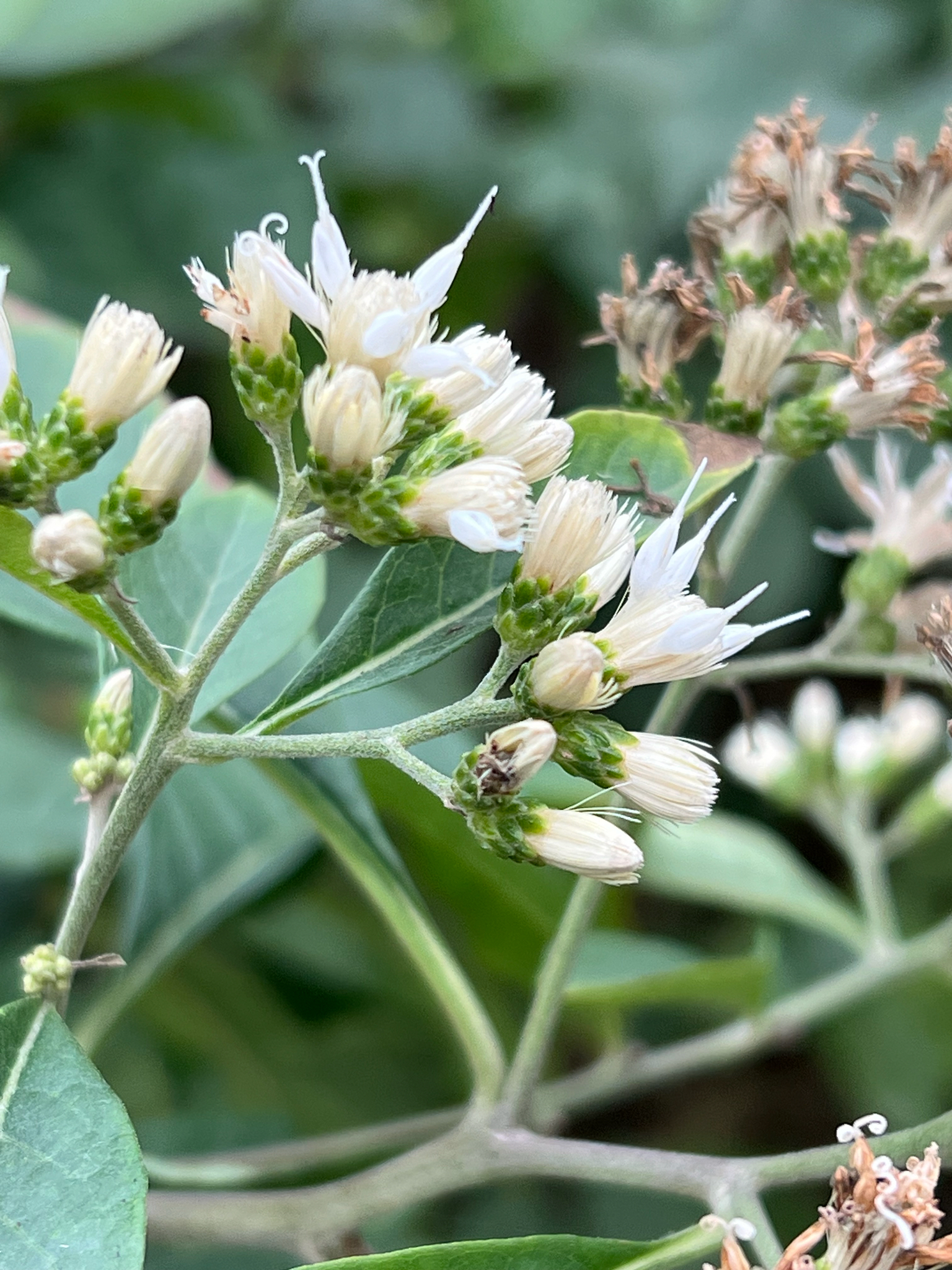 Gymnanthemum amygdalinum — ảnh 2