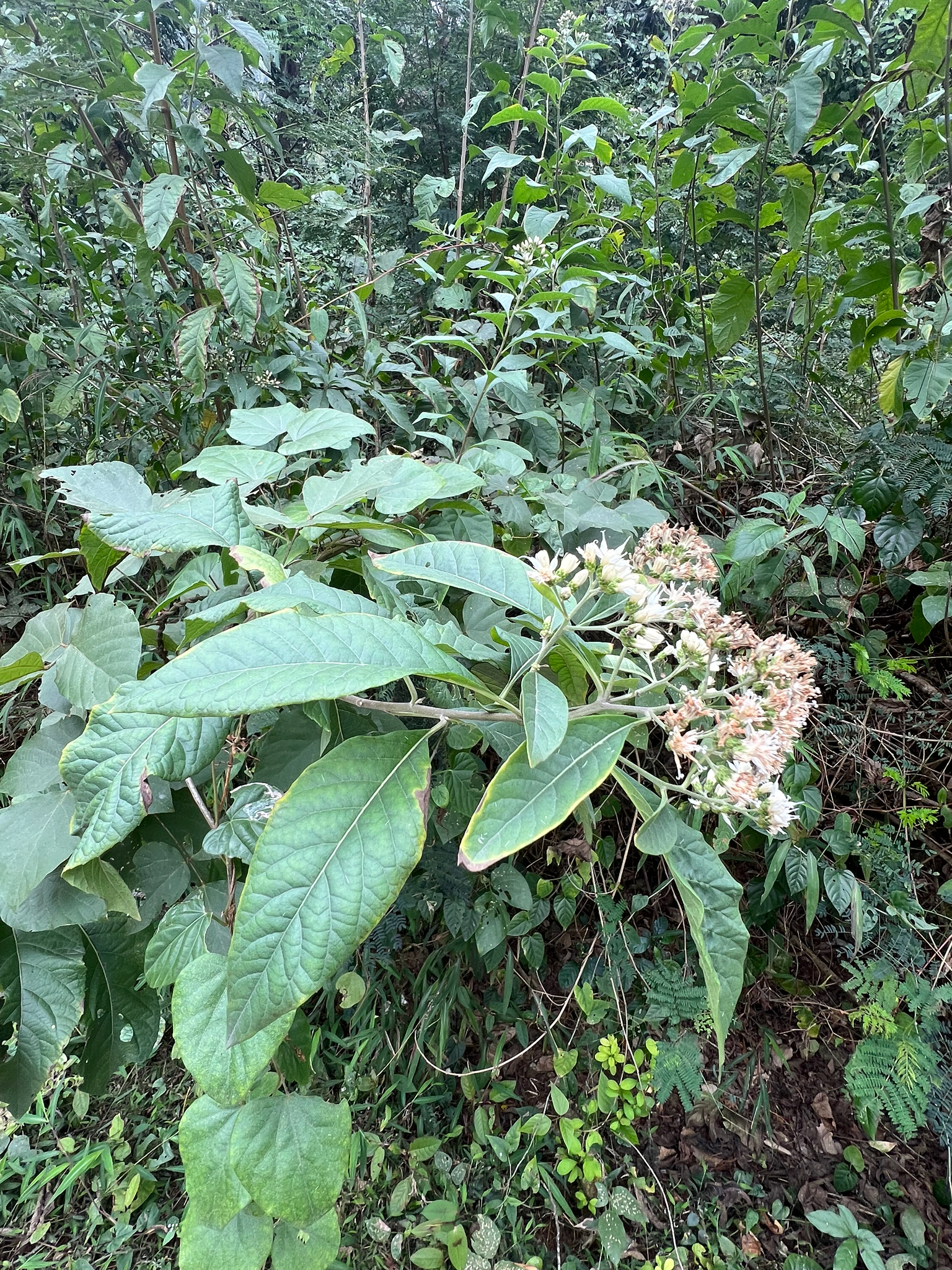 Gymnanthemum amygdalinum (Gymnanthemum amygdalinum)