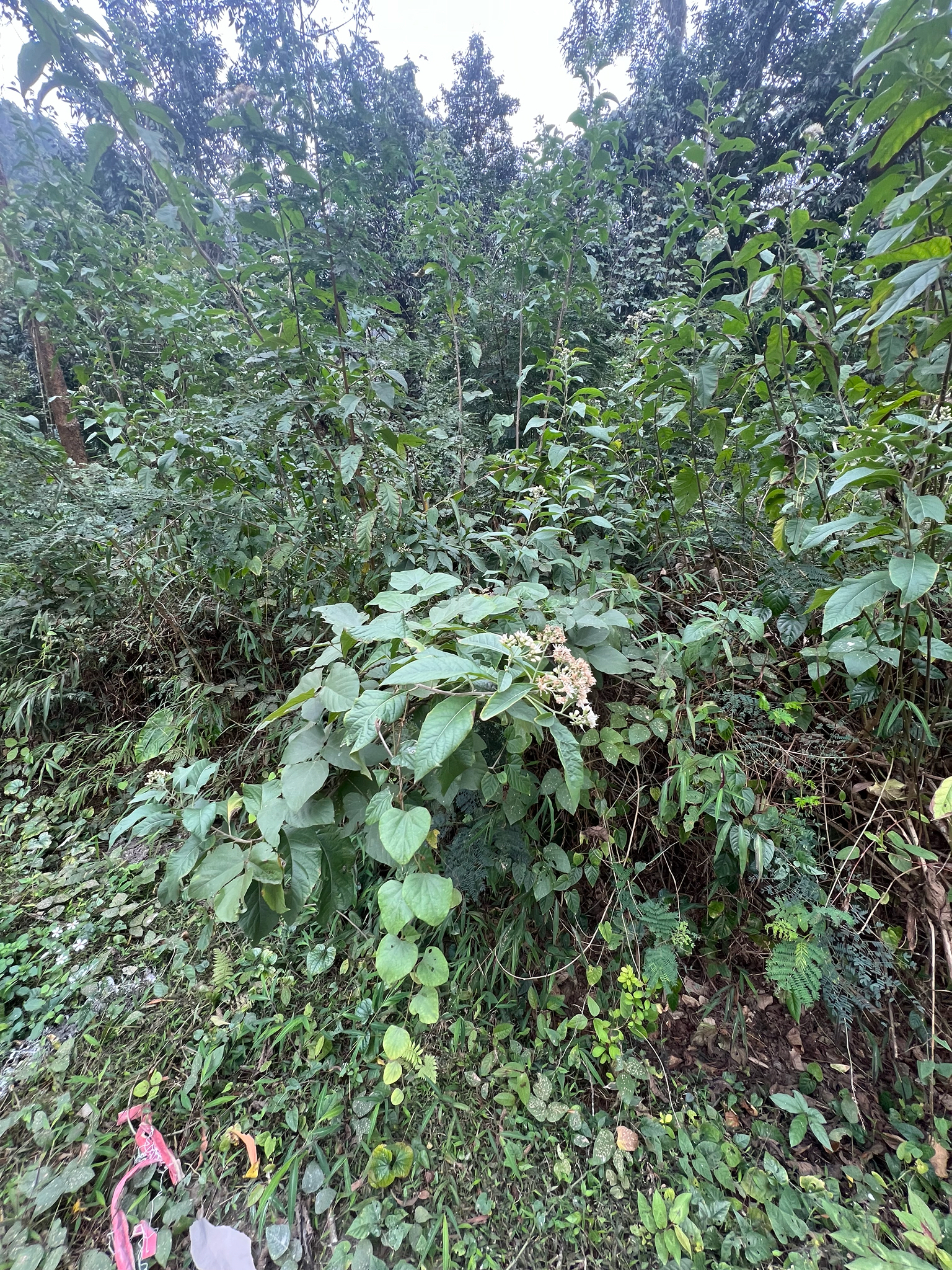Gymnanthemum amygdalinum — ảnh 3