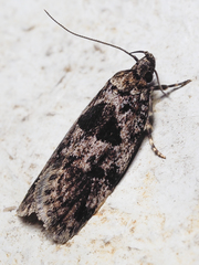 Barea melanodelta
