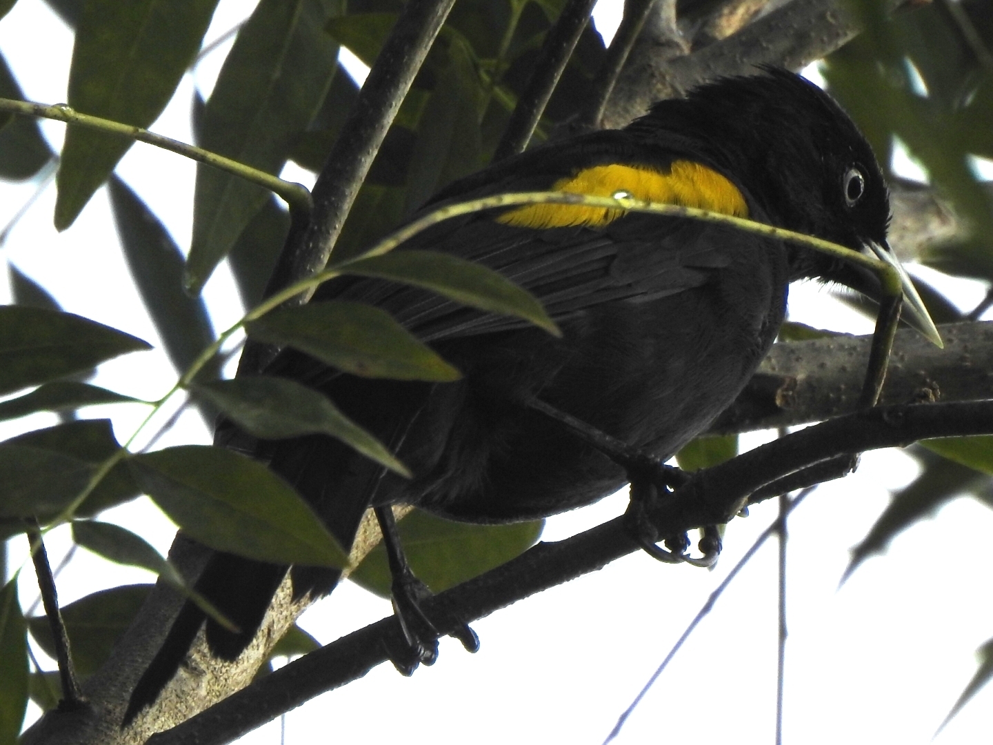Golden-winged Cacique (Cacicus chrysopterus)