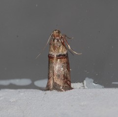 Acrobasis tumidana